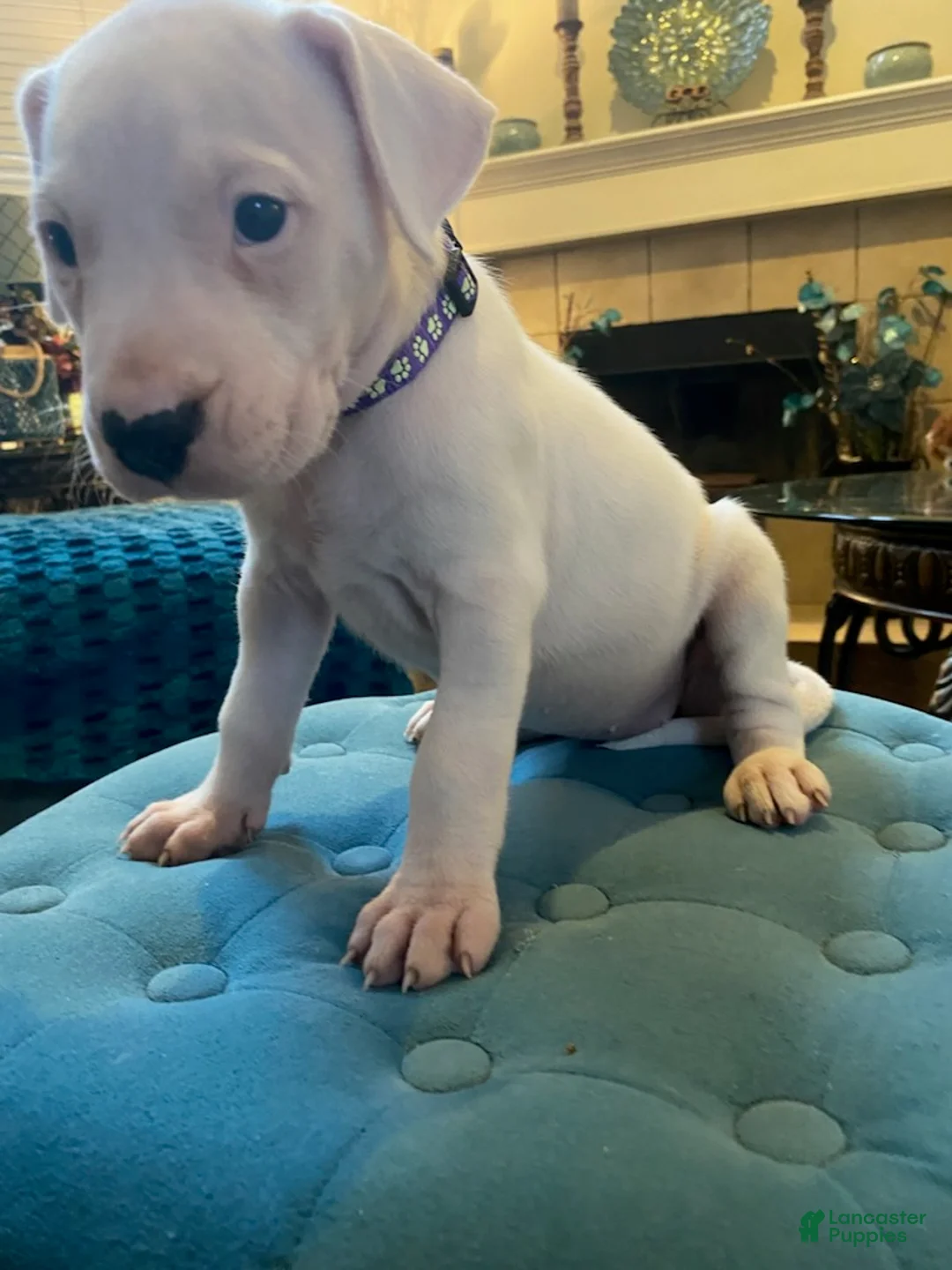 Dogo Argentino dogs for sale: Purple Collar - Ad 1