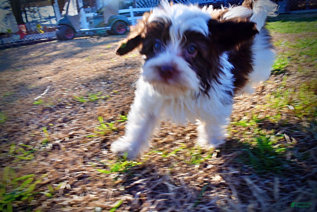 Havapoo dogs for sale: Simon - Ad 15