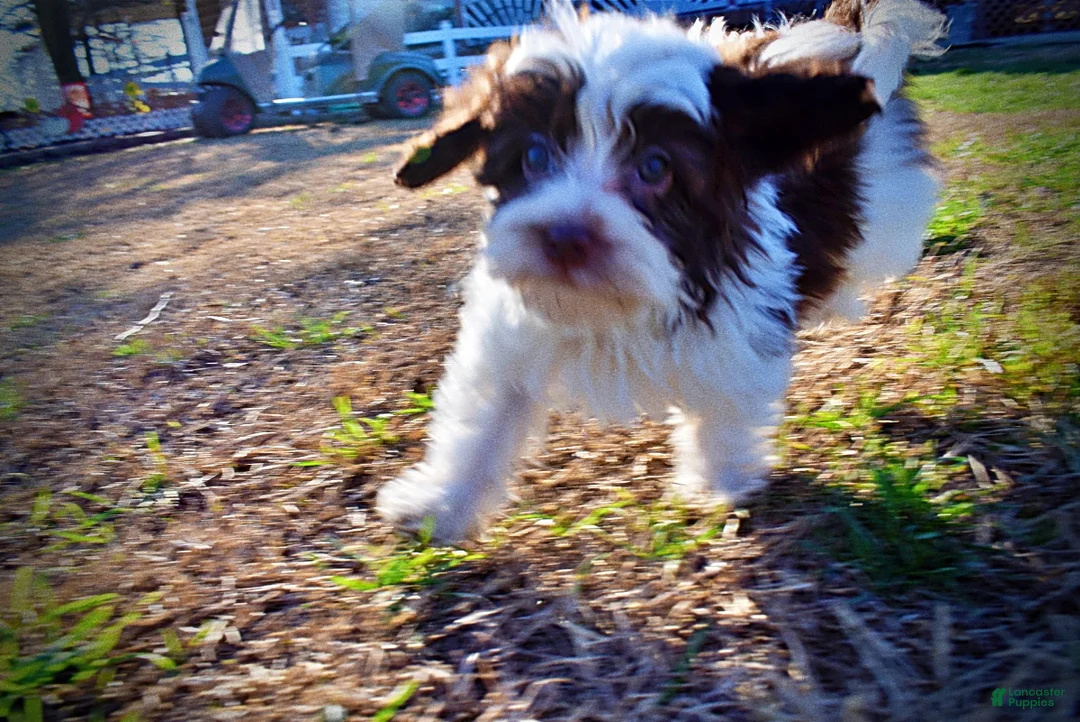 Havapoo dogs for sale: Simon - Ad 16