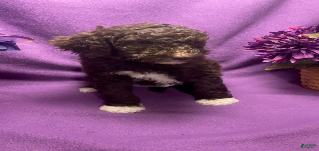 Gallery Image {{count}}