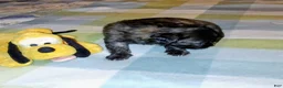 Mixed Breed dogs for sale: Chuck  - Ad 3