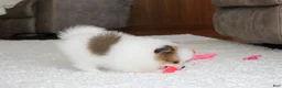 Pomeranian dogs for sale: Leonard - Ad 7