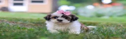 Shih Tzu dogs for sale: Summer - Ad 6