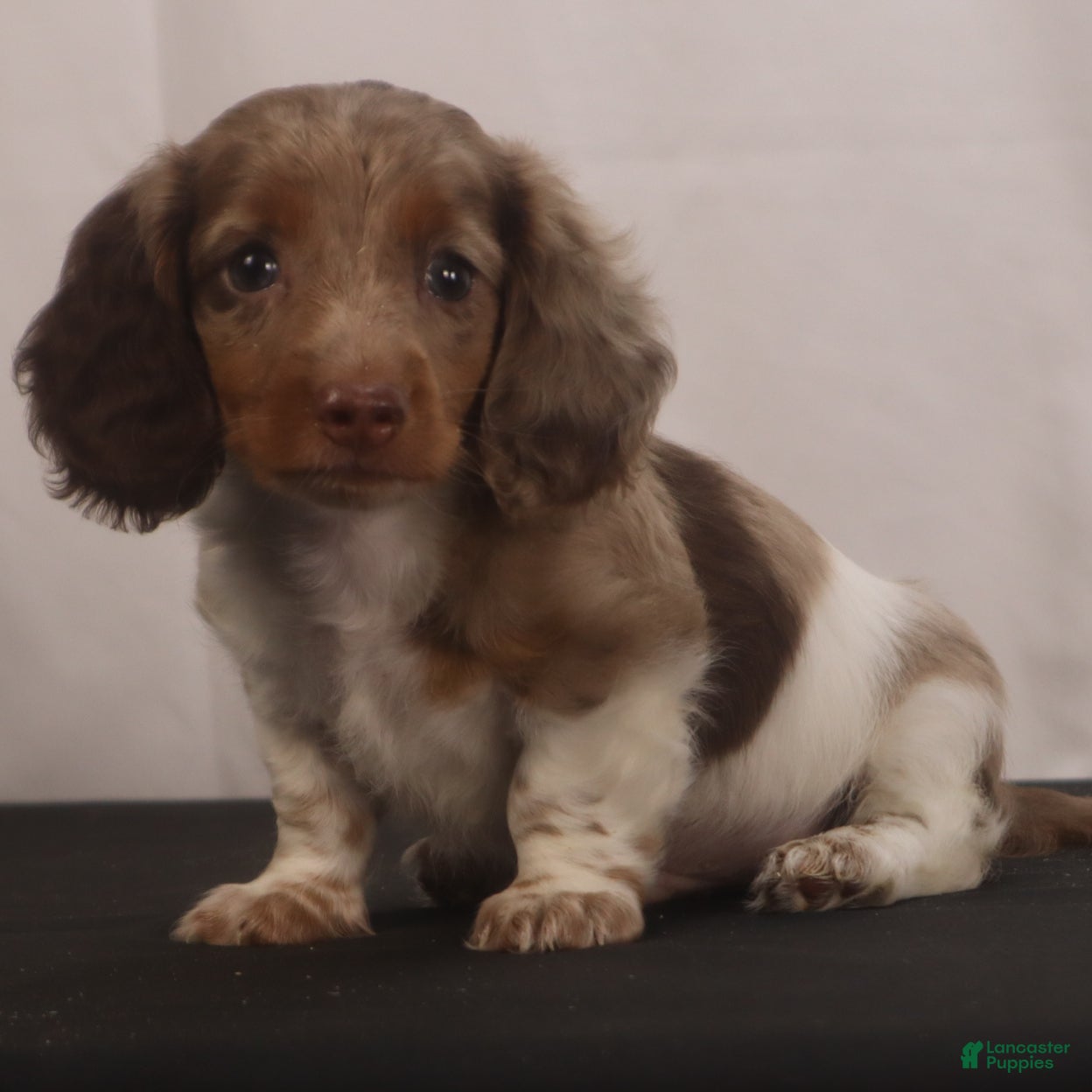 Dachshund dogs willie Jr  - Ad 1
