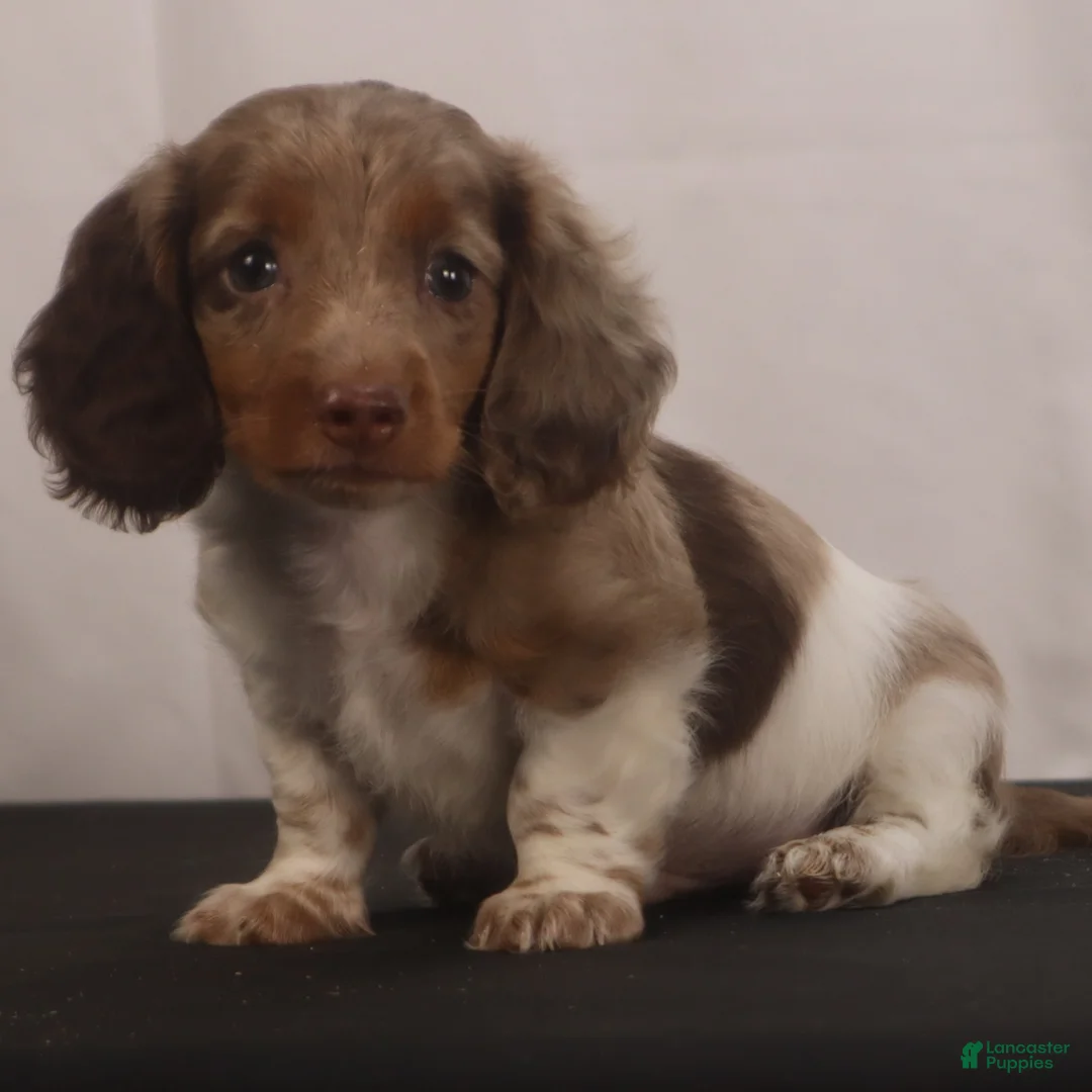 Dachshund dogs for sale: willie Jr  - Ad 1