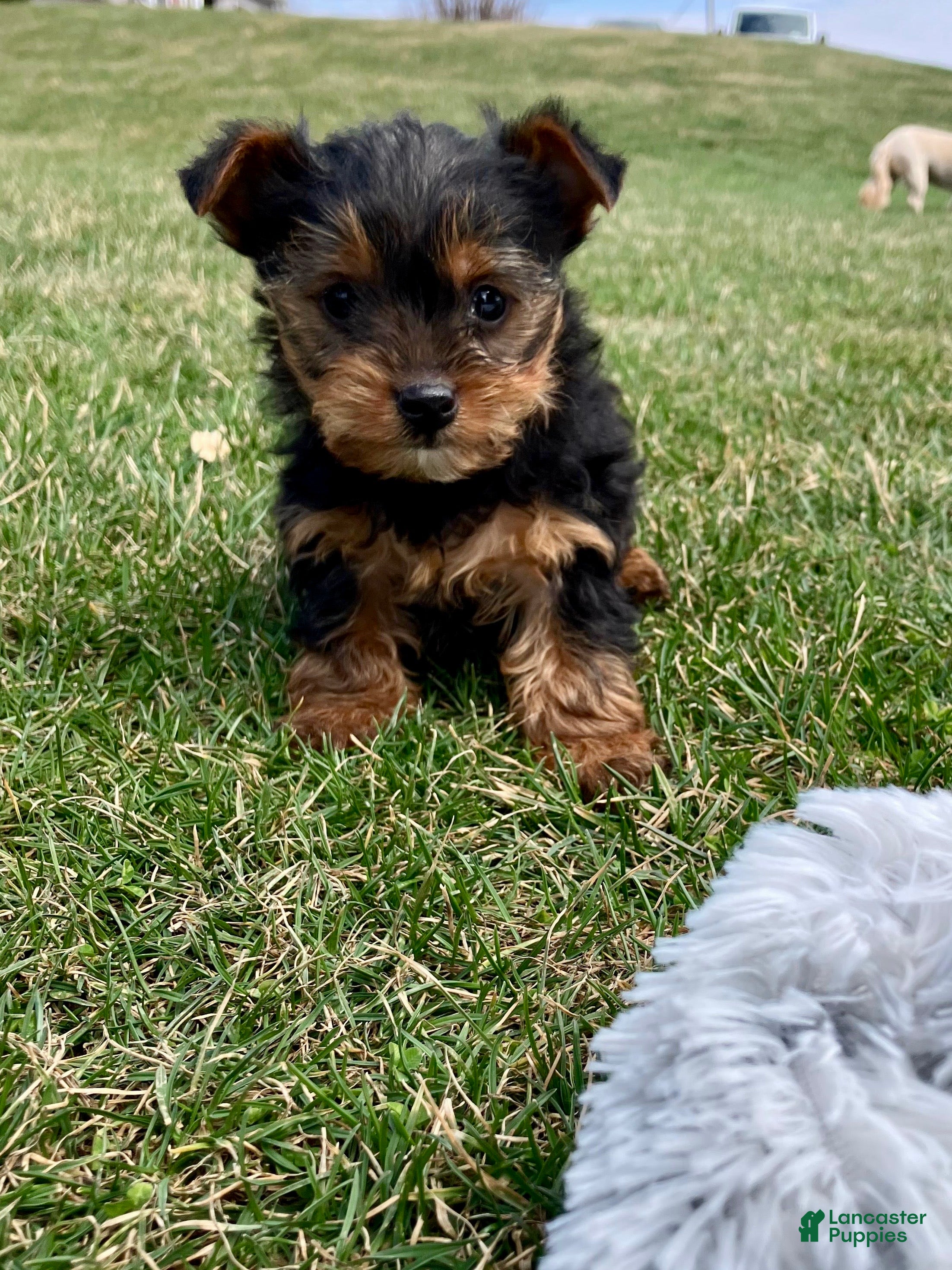 Yorkshire Terrier dogs Dexter - Ad 2