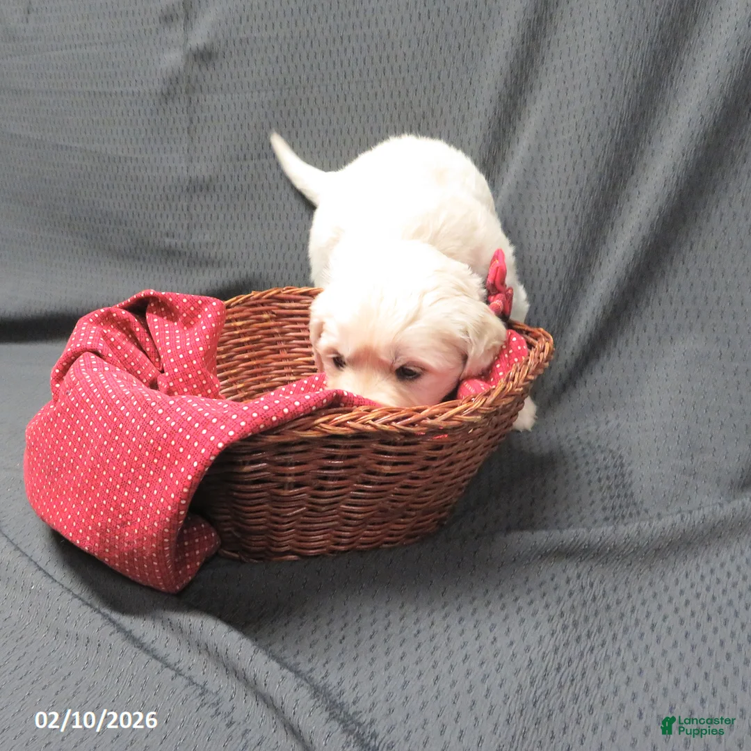 Golden Retriever dogs for sale: Bitsie - Ad 7