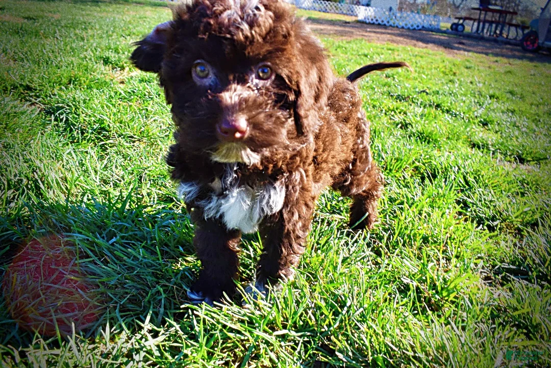 Havapoo dogs for sale: Sunny - Ad 17