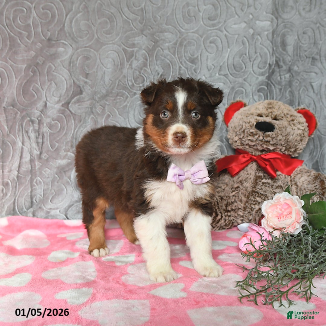 Australian Shepherd dogs for sale: Kylie - Ad 2