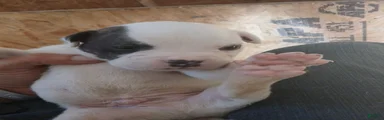 Winky