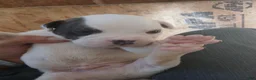 American Bulldog dogs for sale: Winky - Ad 1