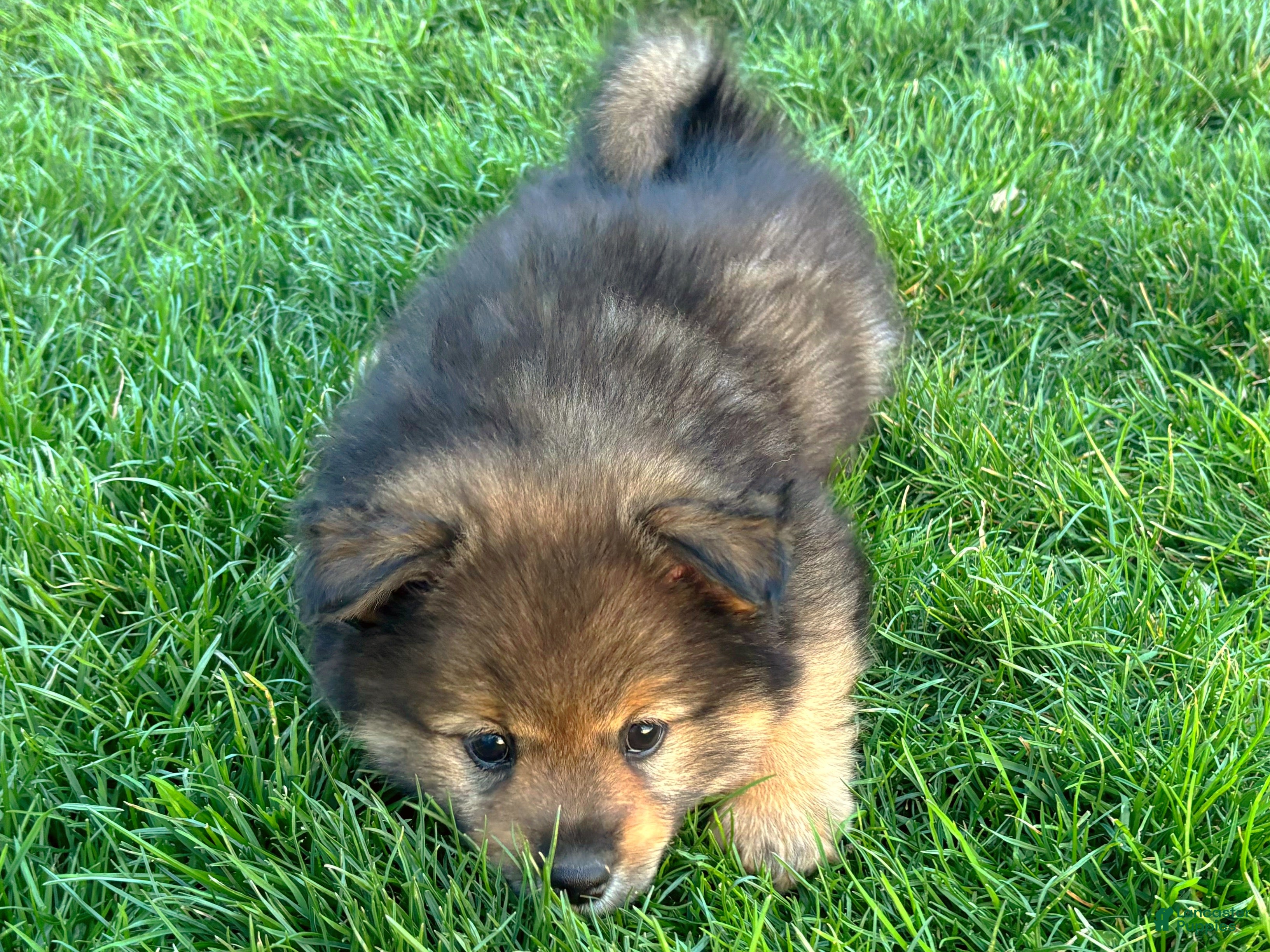 Mixed Breed dogs Yoshi - Ad 2