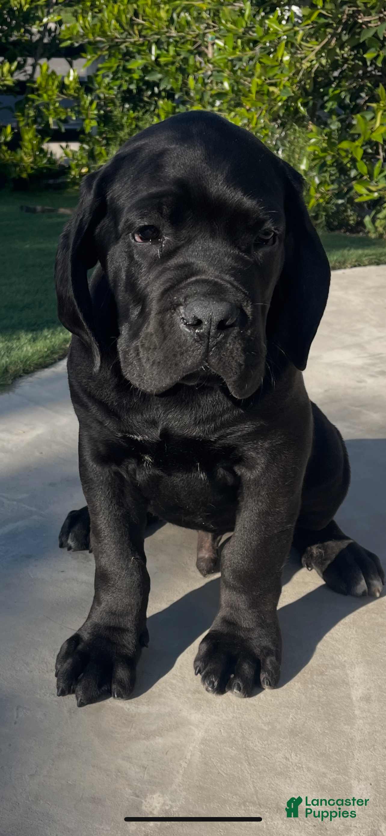 Cane Corso dogs Cane Corso Puppy 1 - Ad 1