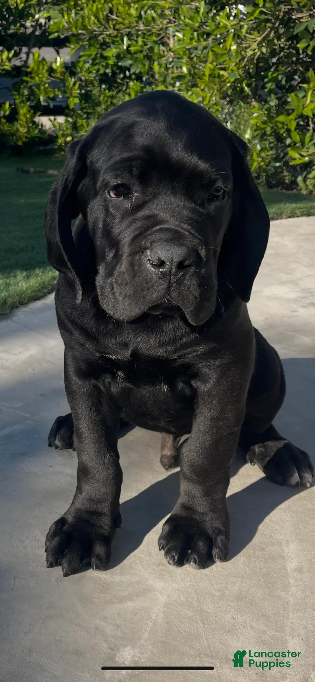 Cane Corso dogs for sale: Cane Corso Puppy 1 - Ad 1