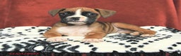 Boxer dogs for sale: Sugarplum - Ad 2