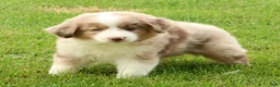 Miniature Australian Shepherd dogs for sale: Roxy - Ad 4