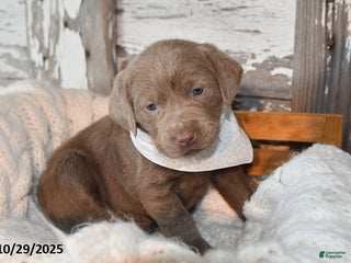 Labrador Retriever dogs - Ad 30