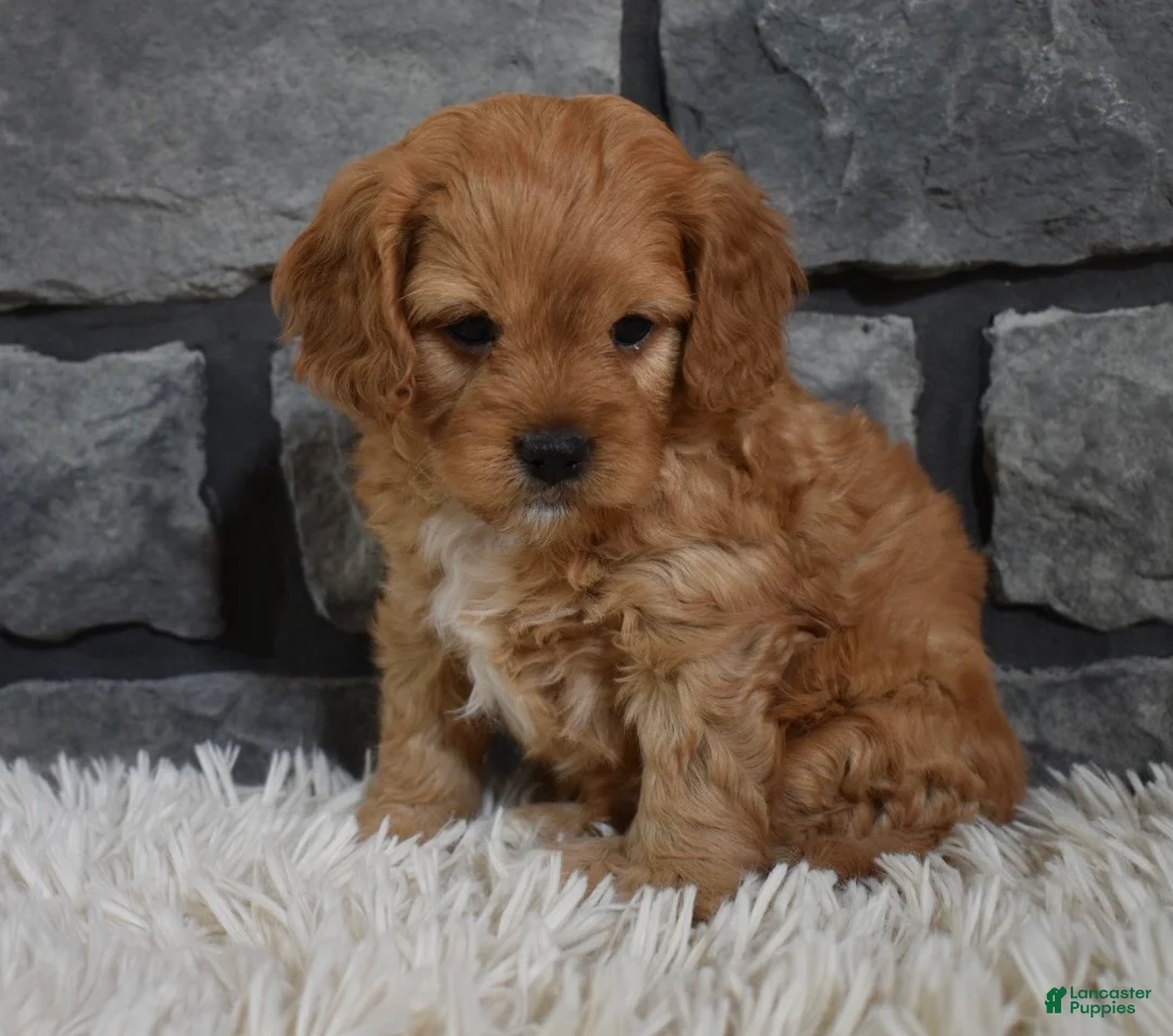 Cavapoo dogs for sale: Parker - Ad 5