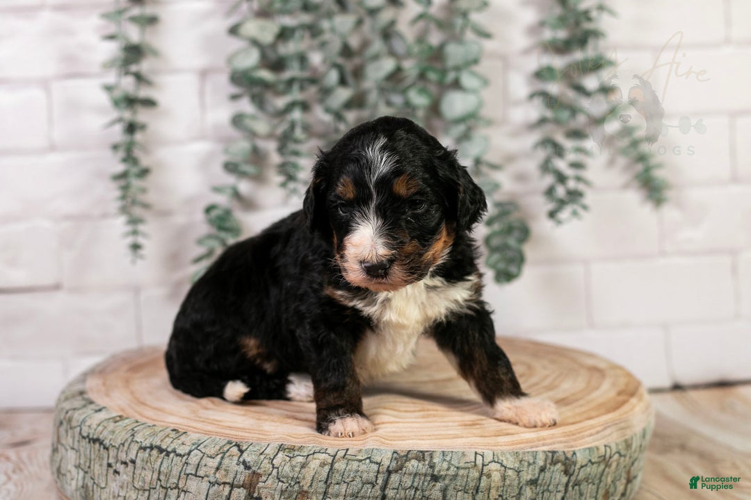 Bernedoodle dogs for sale: Hockey - Ad 2