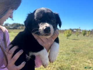 Border Collie dogs Border Collie Puppy 3 - Ad 24