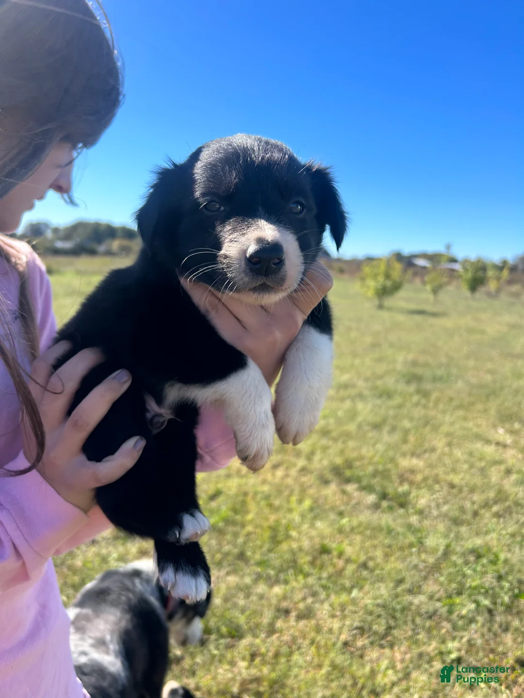 Border Collie dogs for sale: Border Collie Puppy 3 - Ad 1