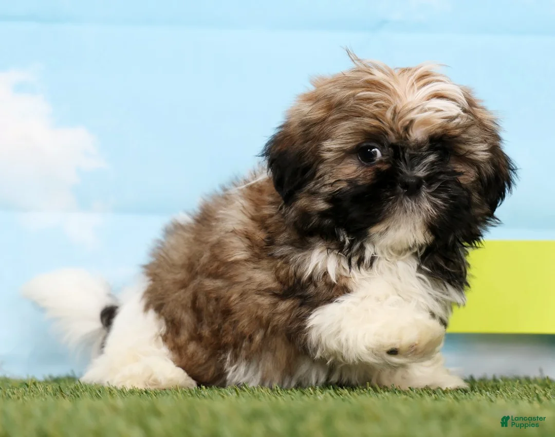 Shih Tzu dogs for sale: Sage - Ad 5