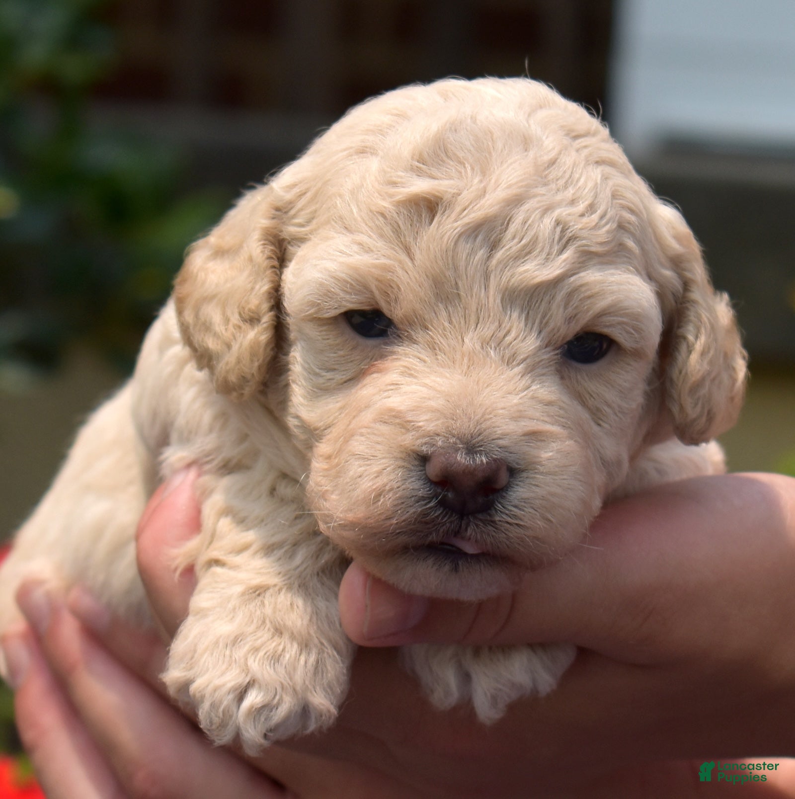 Bichpoo dogs Putter - Ad 1