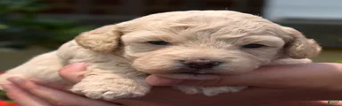 Putter
