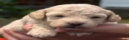 Bichpoo dogs for sale: Putter - Ad 1
