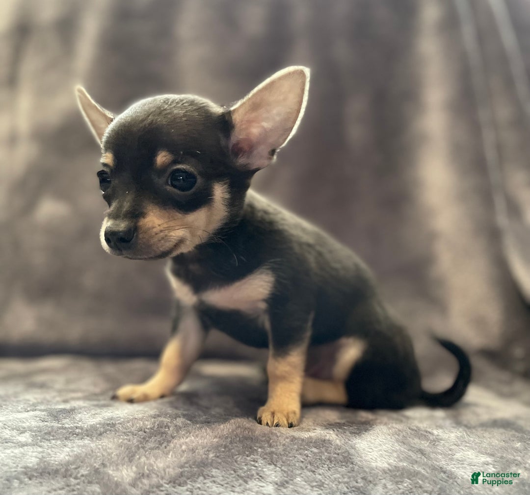 Pomchi dogs for sale: Dr Pepper - Ad 2