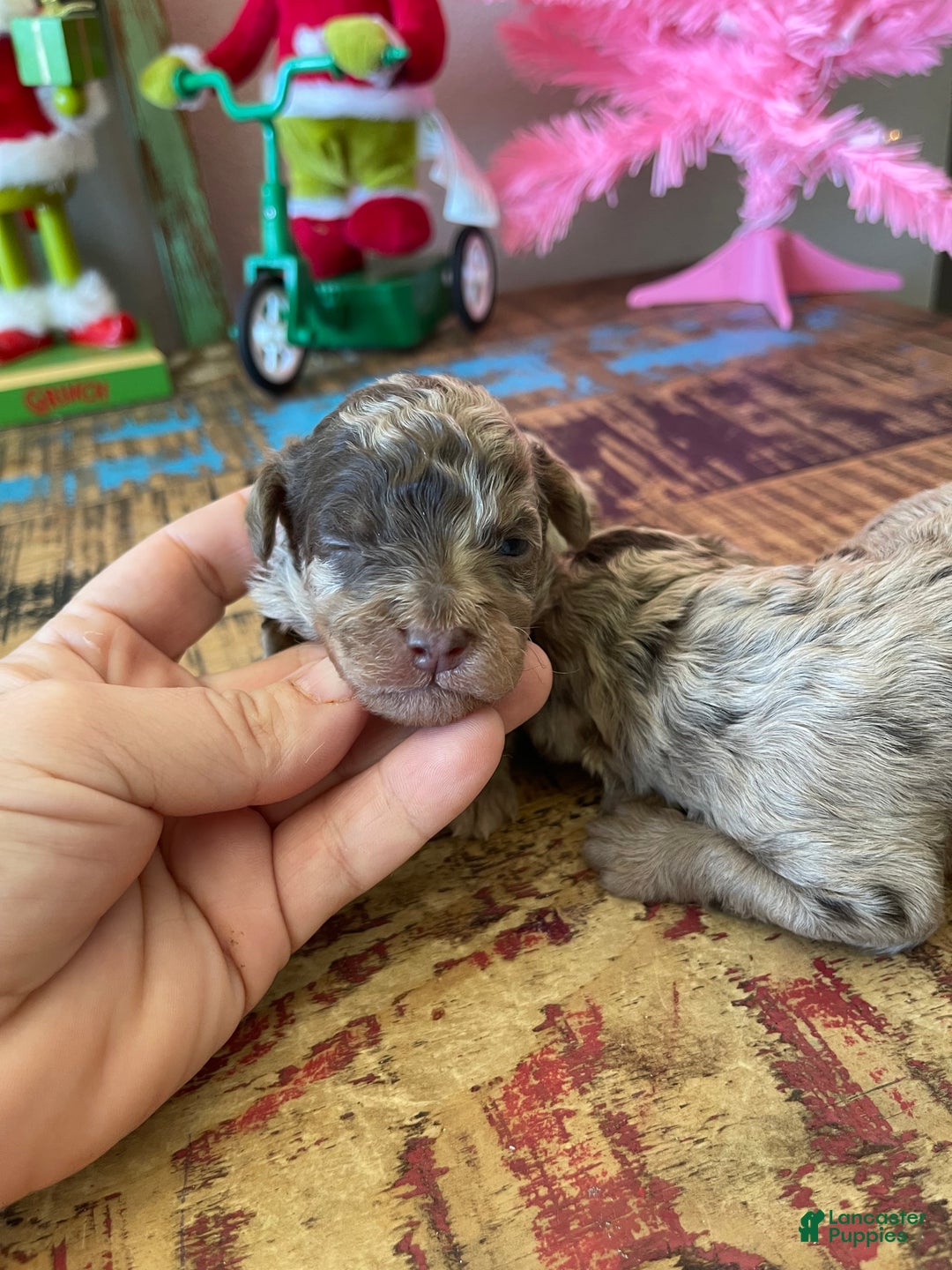 Miniature Poodle dogs for sale: Miniature Poodle Puppy 1 - Ad 28