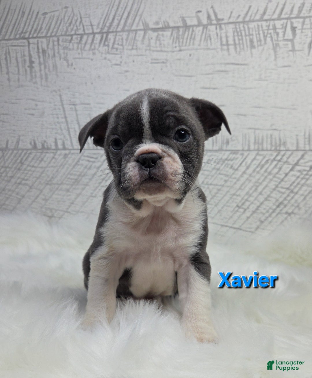 Frenchton dogs for sale: Xavier  - Ad 6