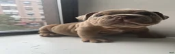 Mixed Breed dogs for sale: KING - Ad 5