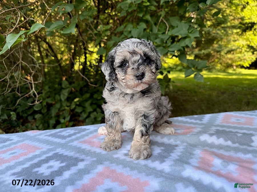 Miniature Poodle dogs Sunny - Ad 2