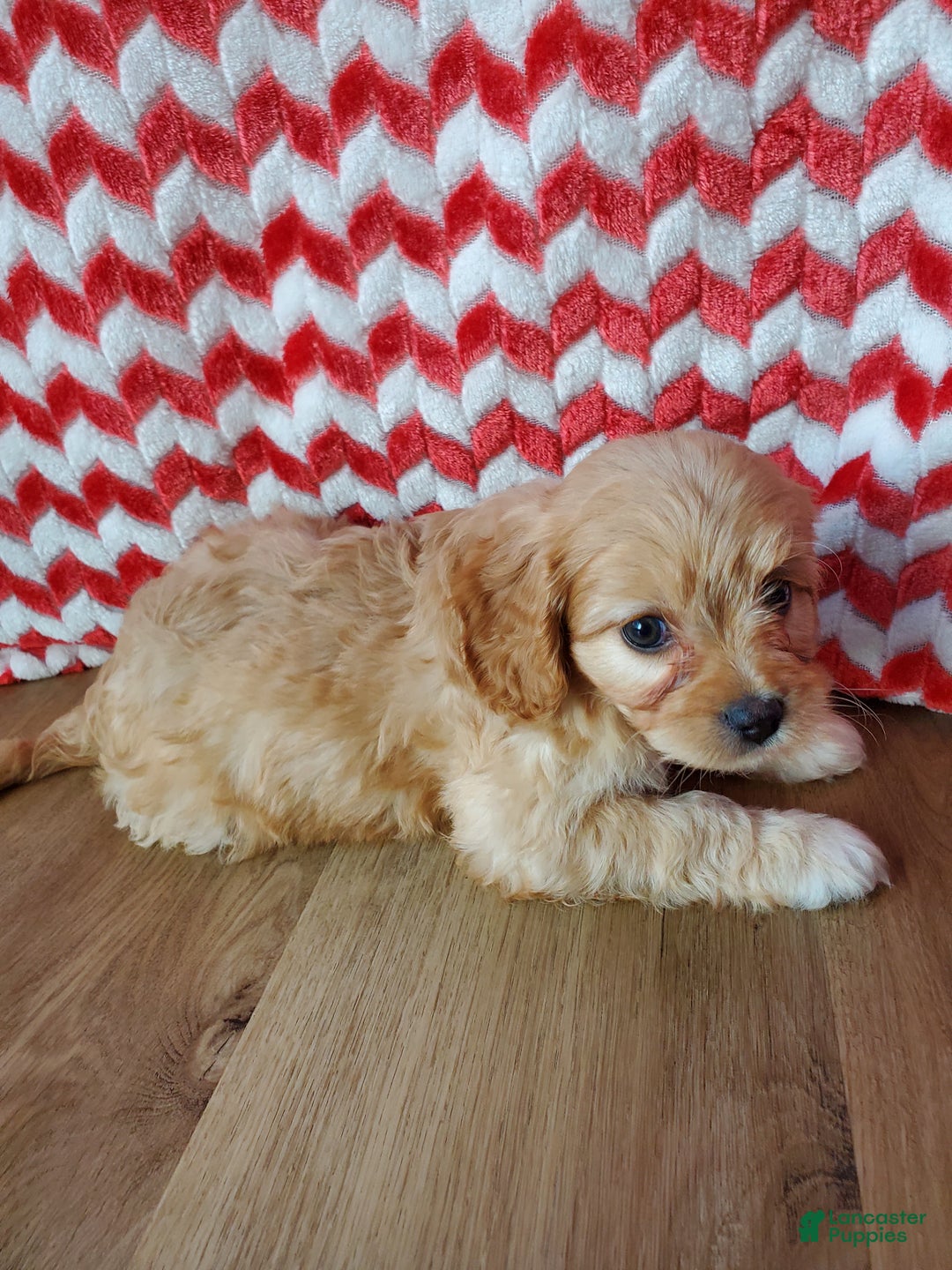 Cavachon dogs for sale: Tootsie Roll - Ad 4