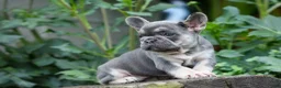 French Bulldog dogs for sale:  Flora Jane 🩷 - Ad 7