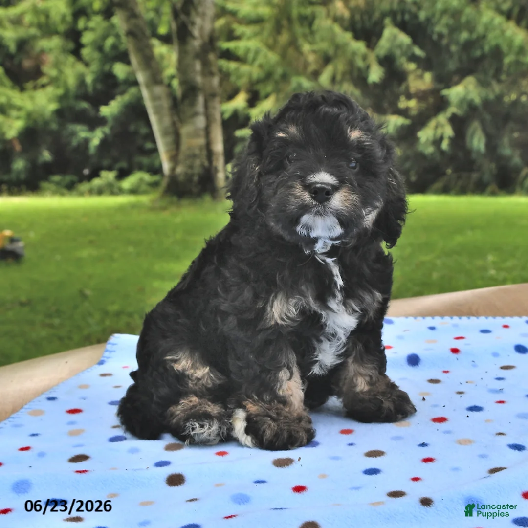 Cavapoo dogs for sale: Bingo - Ad 2