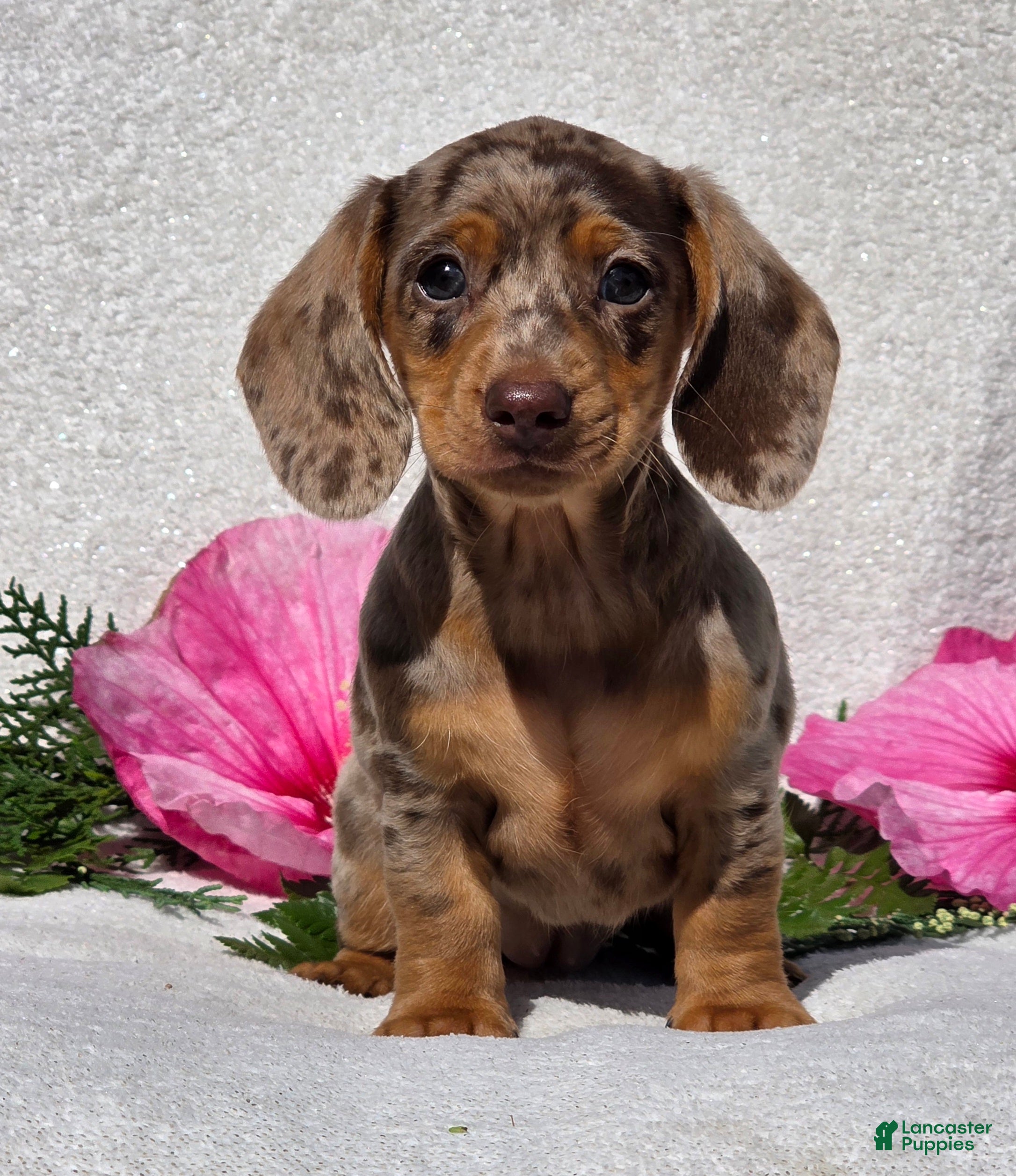 Miniature Dachshund dogs for sale: Cherish - Ad 3