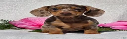 Miniature Dachshund dogs for sale: Cherish - Ad 1