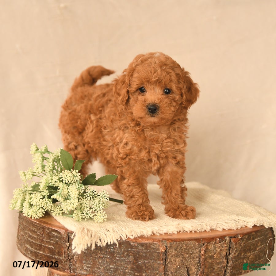 Toy Poodle dogs Buddy - Ad 1