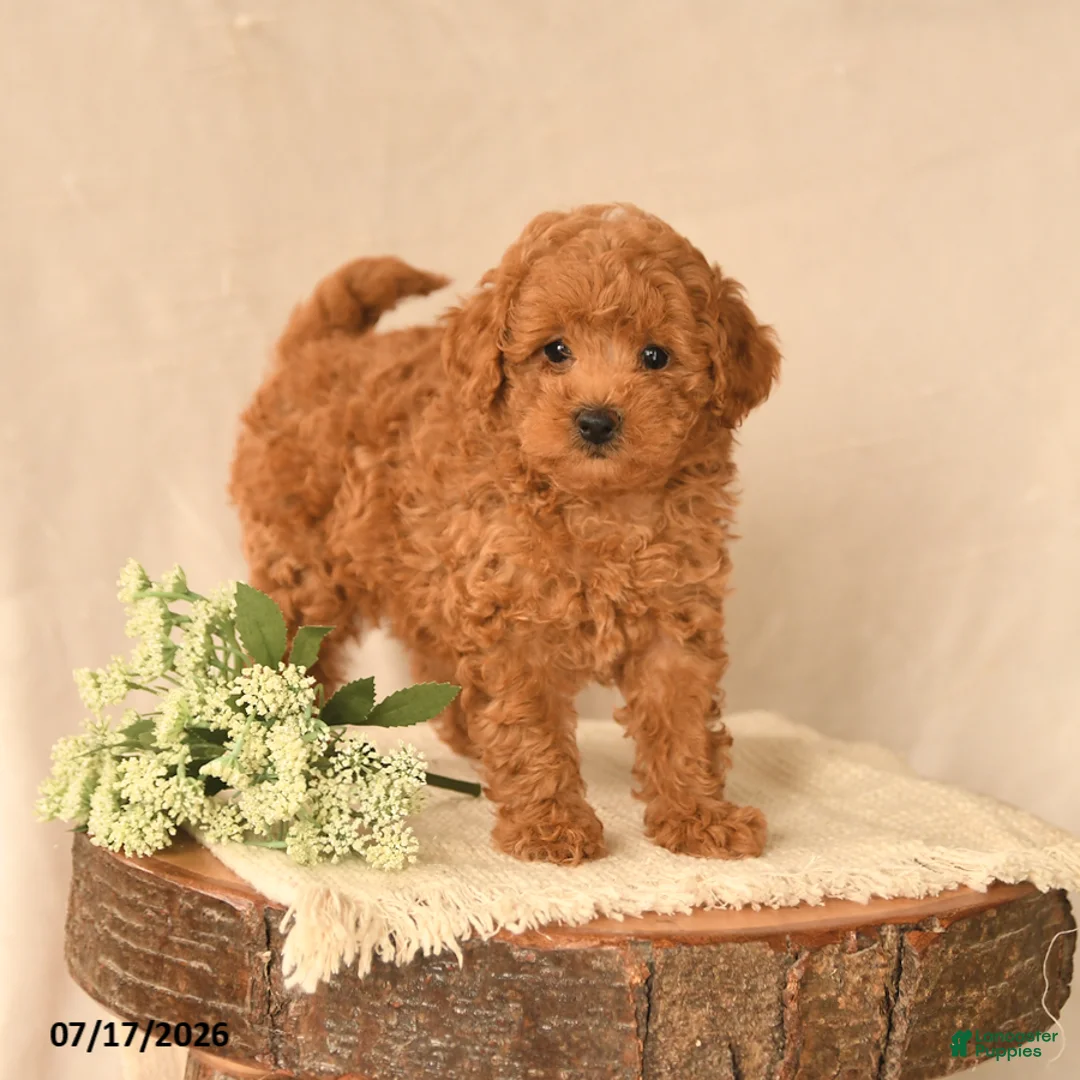 Toy Poodle dogs for sale: Buddy - Ad 1