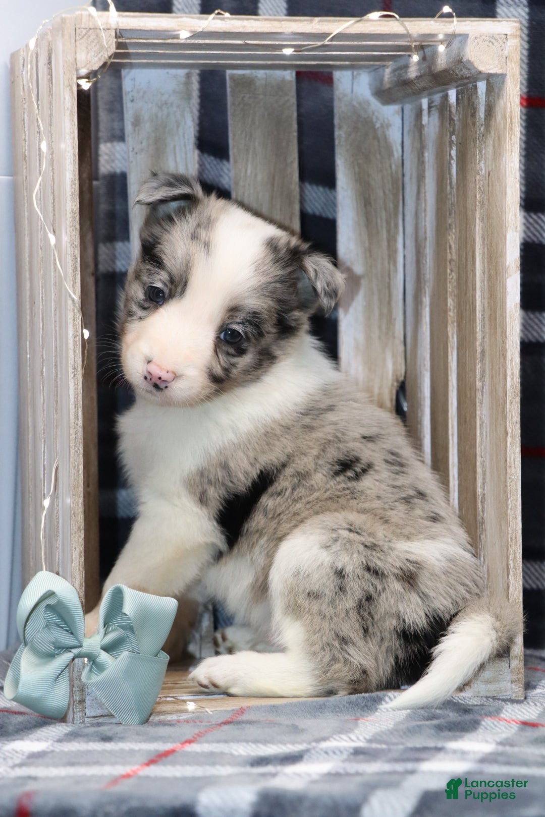 Border Collie dogs for sale:  flurry  - Ad 4