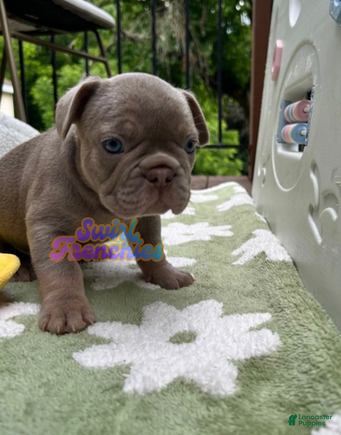 French Bulldog dogs Paprika - Ad 2