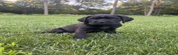 Cane Corso dogs for sale: Violet - Ad 9