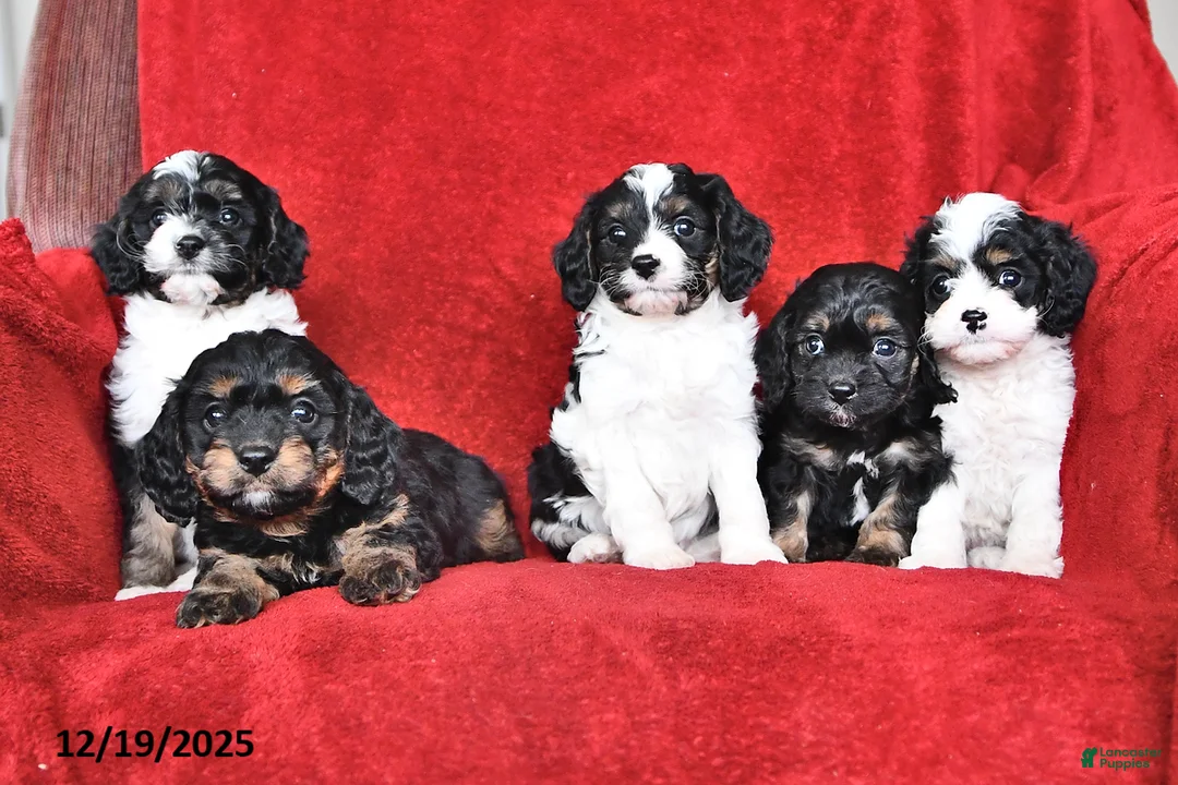 Cavapoo dogs for sale: Griffin - Ad 5
