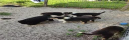 Collie dogs for sale: Collie 2 - Ad 3