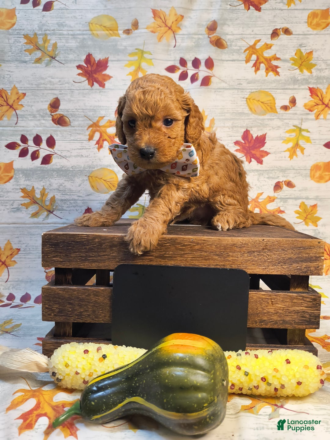 Mini Goldendoodle dogs for sale: Clove  - Ad 4
