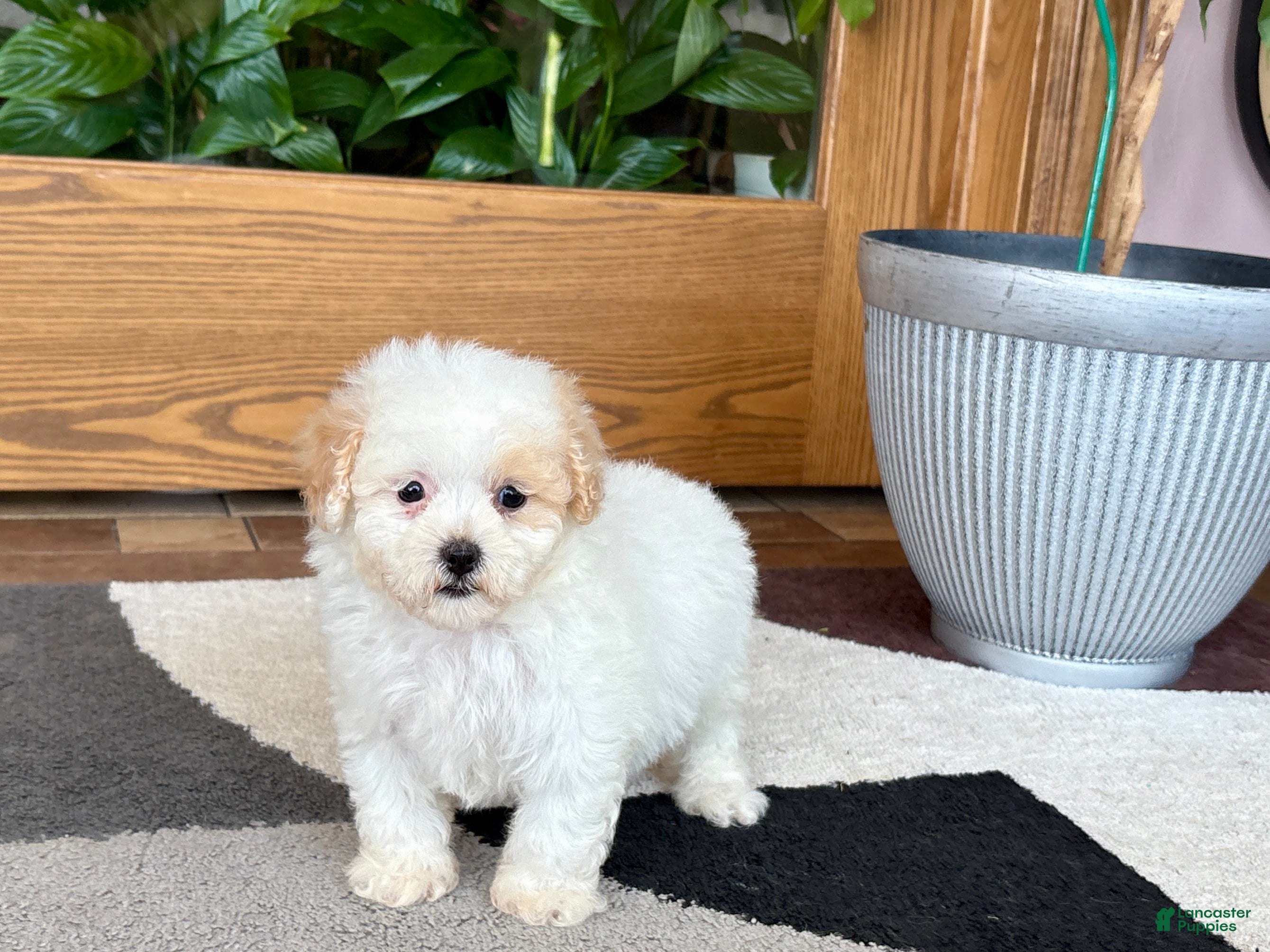 Maltipoo dogs Gigi - Ad 2