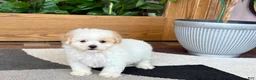 Maltipoo dogs for sale: Gigi - Ad 2