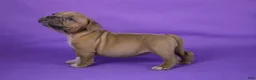 American Bully dogs for sale: Fawn Female (1 white foot) - Ad 4